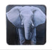 Art Work Magnet By Tessa of Elephant on Dark Background